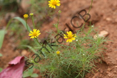 Senecio tenuifolius